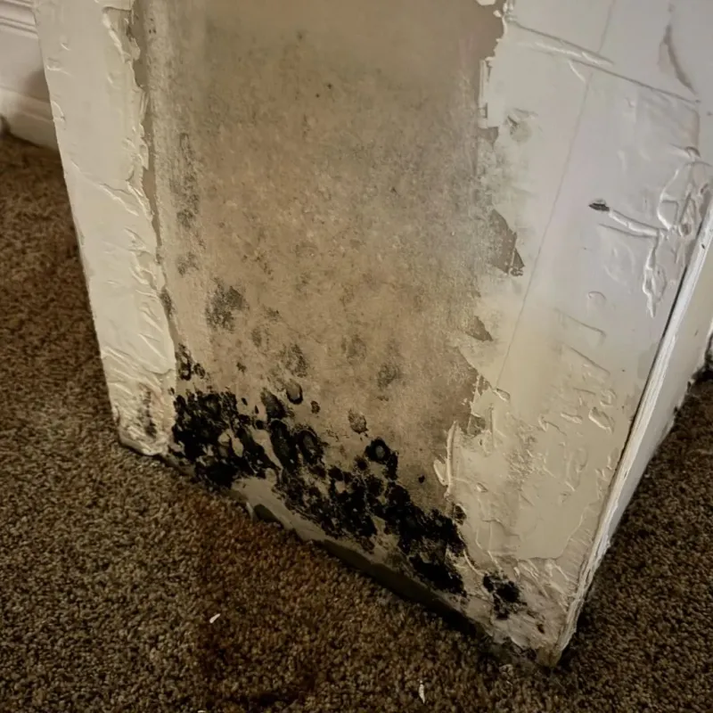 Professional Mold Removal in Olivet, NJ